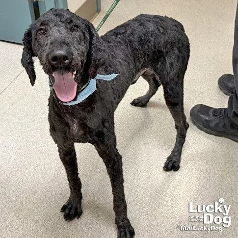 A young large-sized male Standard Poodle dog named Maxwell for adoption in Washington, DC