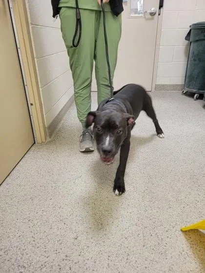 A young large-sized male Pit Bull Terrier dog named Baymax for adoption in Fishers, IN