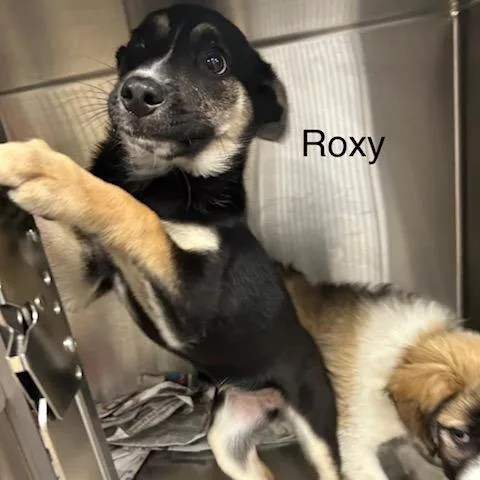 A baby small-sized female Black Cattle Dog dog named Roxy for adoption in Knoxville, TN