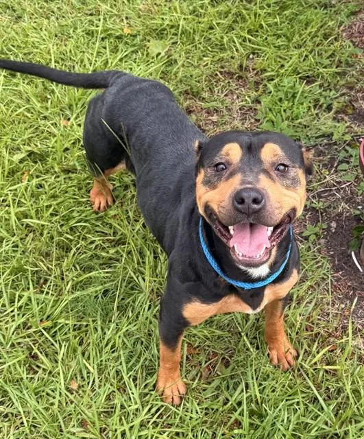 An adult medium-sized female Mixed Breed dog named Bambi for adoption in Jacksonville, FL
