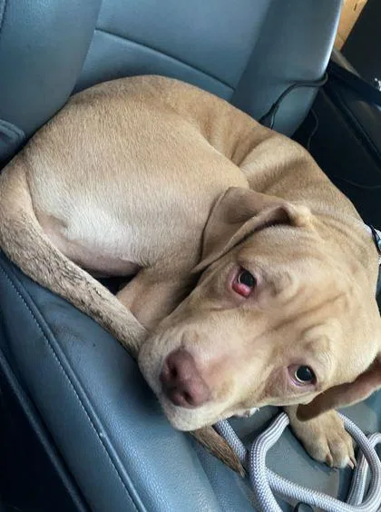 A baby large-sized female Mixed Breed dog named Soy Sauce for adoption in West Chester, PA