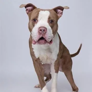 An adult small-sized male Yellow / Tan / Blond / Fawn Pit Bull Terrier dog named Stirling for adoption in Washington, DC
