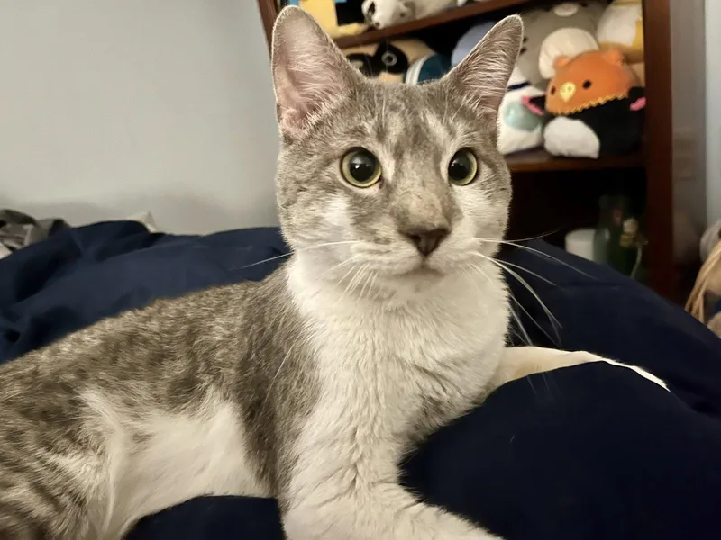 An adult medium-sized male Domestic Short Hair cat named Woods for adoption in Trenton, NJ
