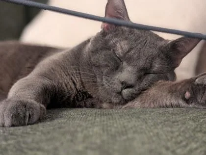 A young medium-sized male Domestic Short Hair cat named Dennis for adoption in Seattle, WA