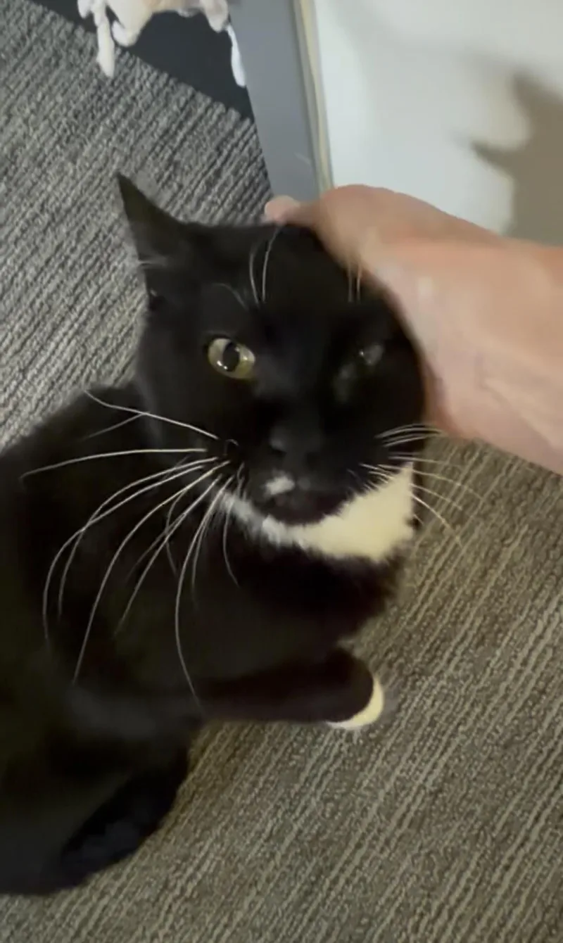 A senior medium-sized male Black & White / Tuxedo Domestic Short Hair cat named Winston for adoption in Lakewood, CO