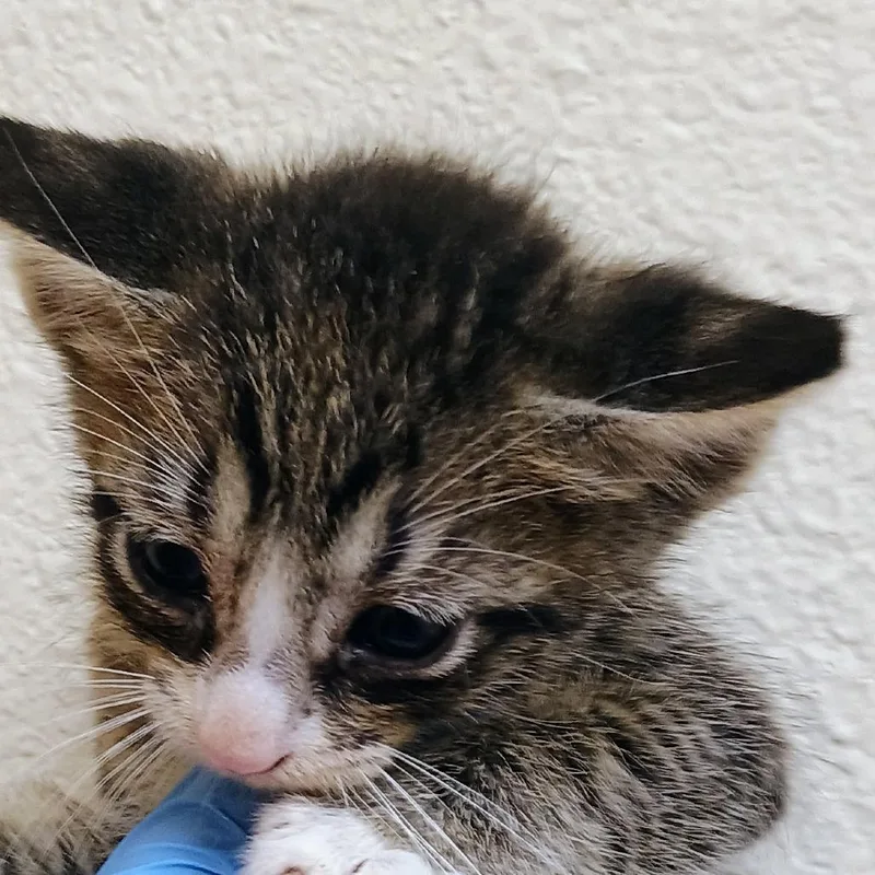 A baby small-sized male Domestic Short Hair cat named Michael Meowers for adoption in Palestine, TX