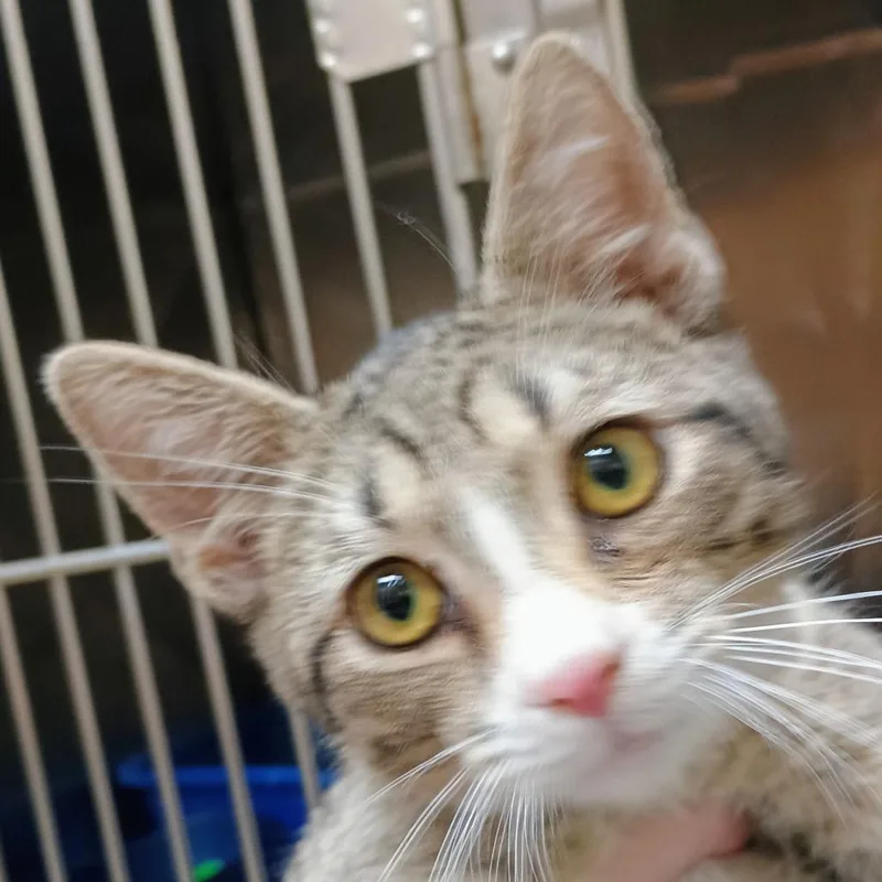 Michael Meowers thumbnail 2