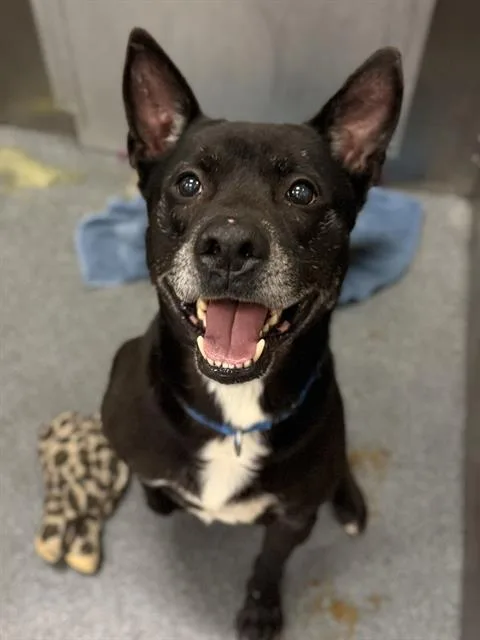 An adult large-sized male Mixed Breed dog named Tatum for adoption in Dallas, TX