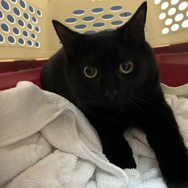 A young small-sized female Black Domestic Short Hair cat named Radish for adoption in Newark, NJ