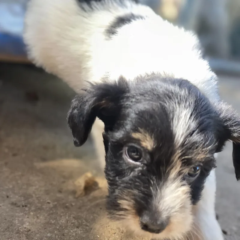 A baby small-sized female Tricolor (Brown, Black, & White) Yorkshire Terrier dog named Rosalee for adoption in Athens, AL