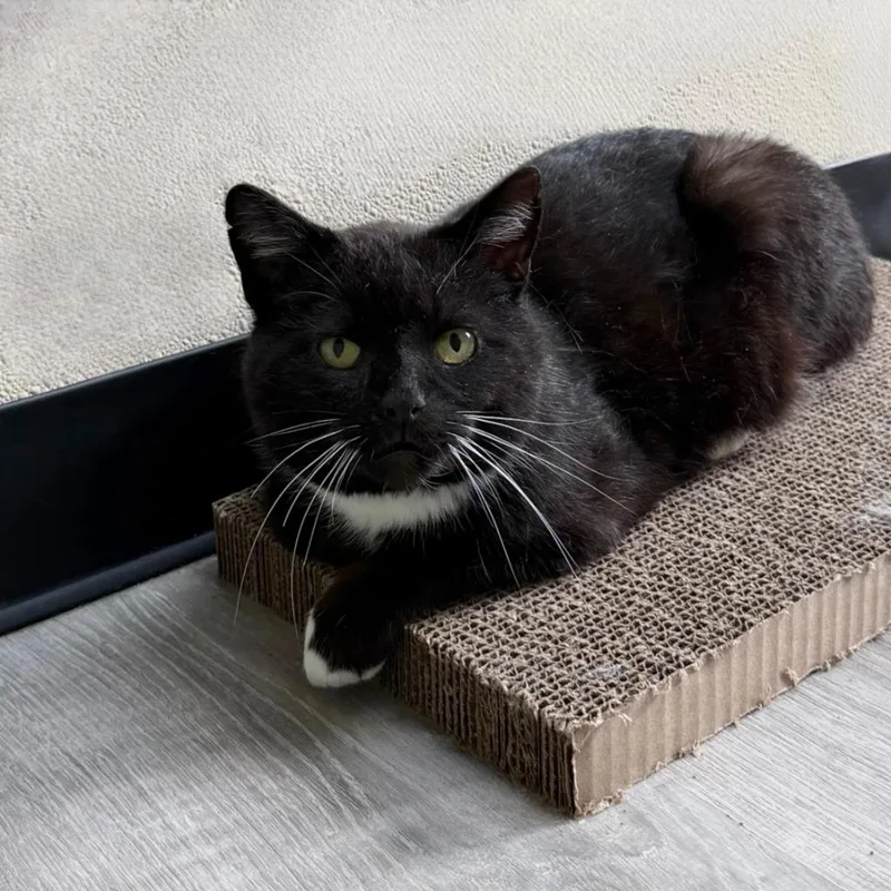 A young medium-sized male Domestic Short Hair cat named Silver Fox for adoption in State College, PA
