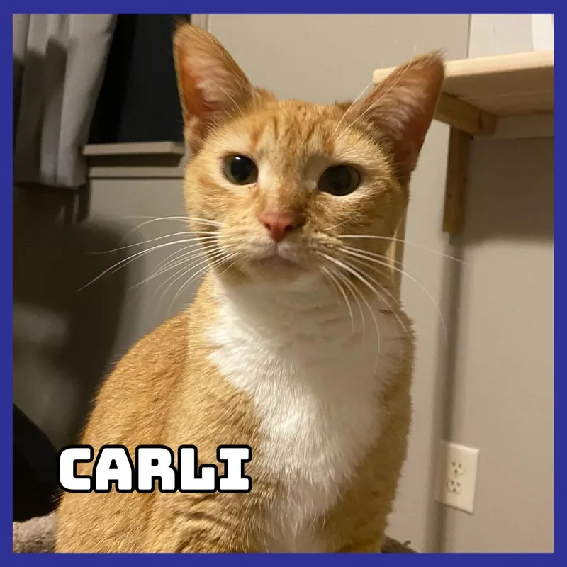 An adult medium-sized female Orange / Red Domestic Short Hair cat named Carli for adoption in Glenwood, MN
