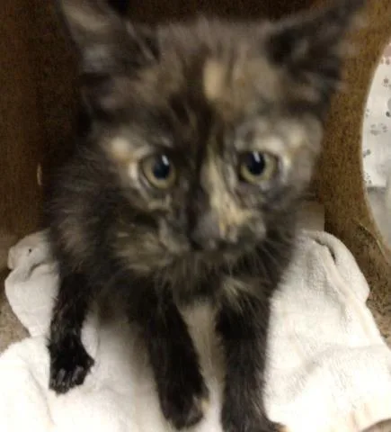 A baby small-sized female Domestic Short Hair cat named Tootsie for adoption in Riverside, CA