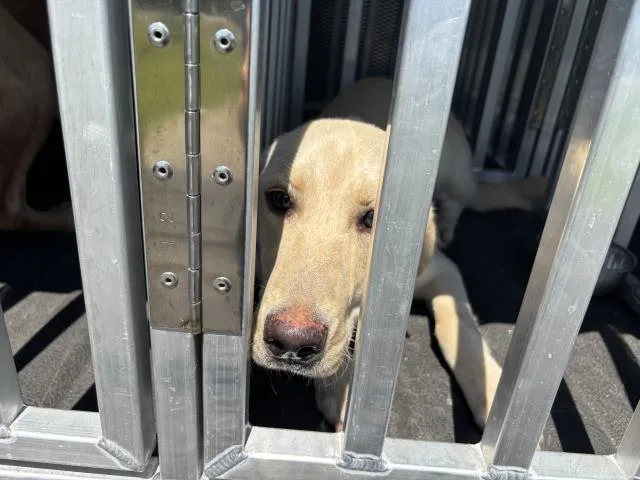 A young medium-sized female Golden Retriever dog named Honey for adoption in Panama City, FL