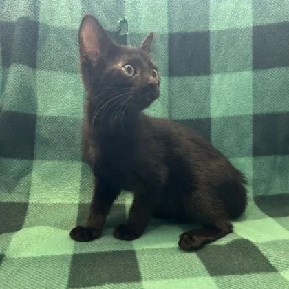 A baby small-sized female Domestic Short Hair cat named Mary for adoption in Janesville, WI