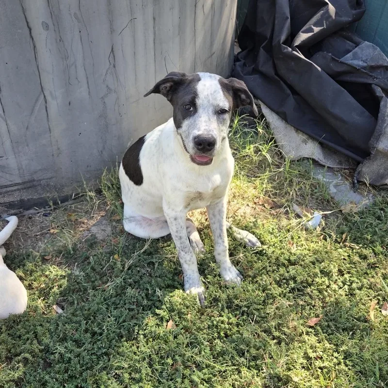 A young medium-sized male Australian Cattle Dog / Blue Heeler dog named Poppy for adoption in Queen City, TX