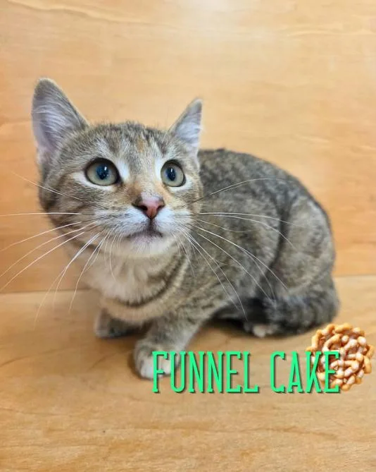 A baby medium-sized female Torbie Domestic Short Hair cat named Funnel Cake for adoption in Nevada, IA