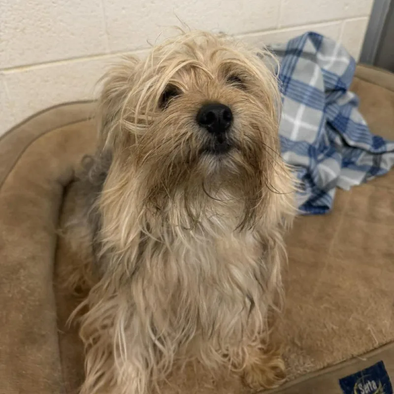 An adult small-sized male Yellow / Tan / Blond / Fawn Yorkshire Terrier dog named Wolfie for adoption in Alexandria, VA