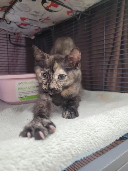 A baby small-sized female Domestic Short Hair cat named Trisha for adoption in El Cajon, CA