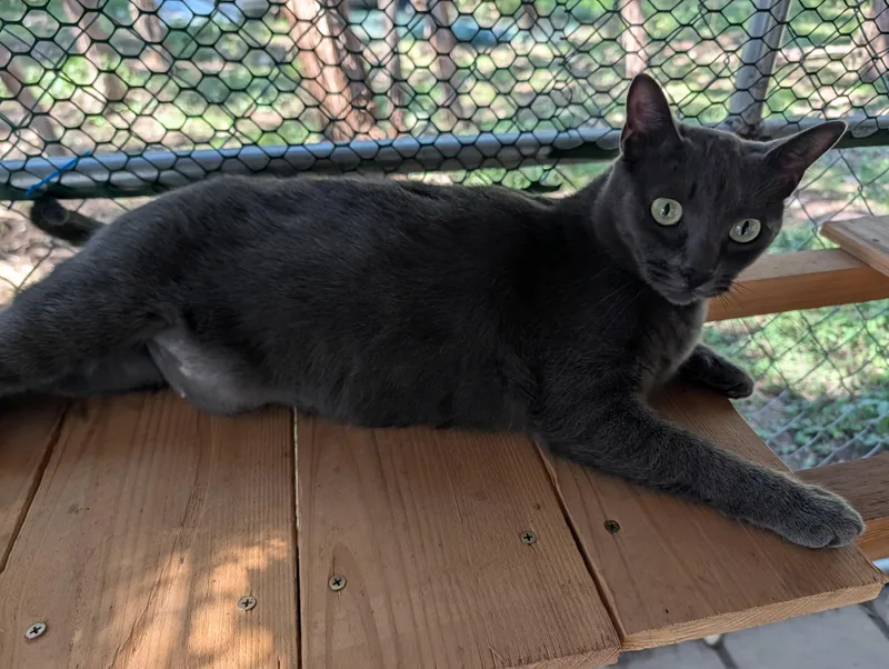 An adult medium-sized female Gray / Blue / Silver Domestic Short Hair cat named Lady Zane for adoption in Fischer, TX
