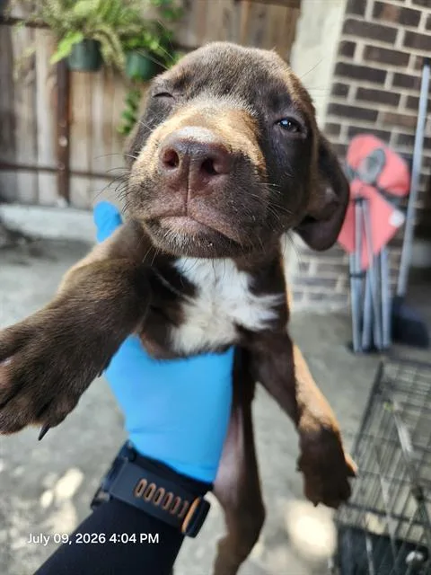 A baby small-sized female Terrier dog named Note for adoption in San Antonio, TX