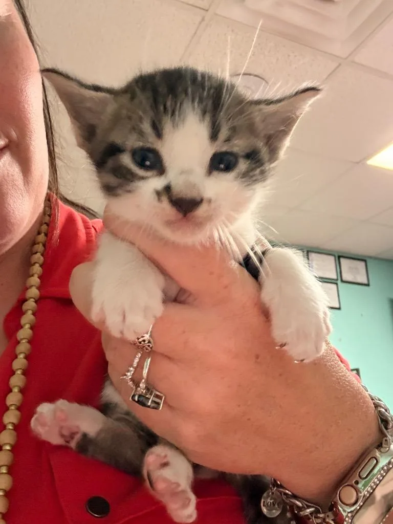 A baby small-sized male Domestic Medium Hair cat named Bobby Labonte for adoption in Rockport, TX