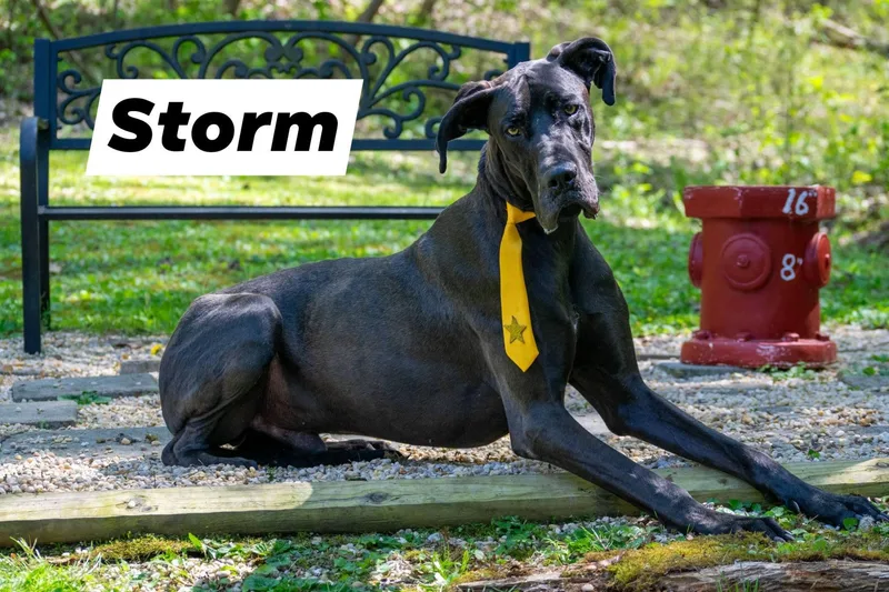 A young extra large-sized male Gray / Blue / Silver Great Dane dog named Storm for adoption in Sevierville, TN