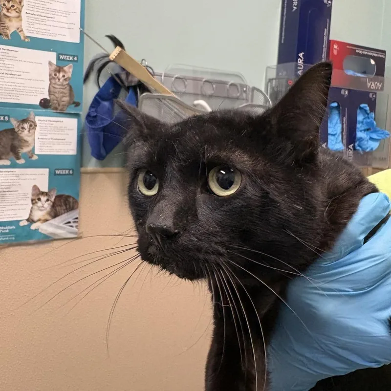 An adult medium-sized male Black Domestic Short Hair cat named Percy Jackson for adoption in Tacoma, WA