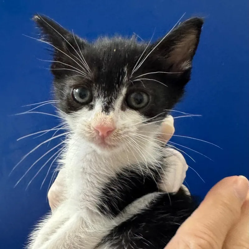 A baby small-sized female Black Domestic Short Hair cat named Eeny for adoption in Grantsville, UT
