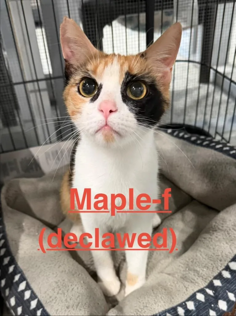 Maple