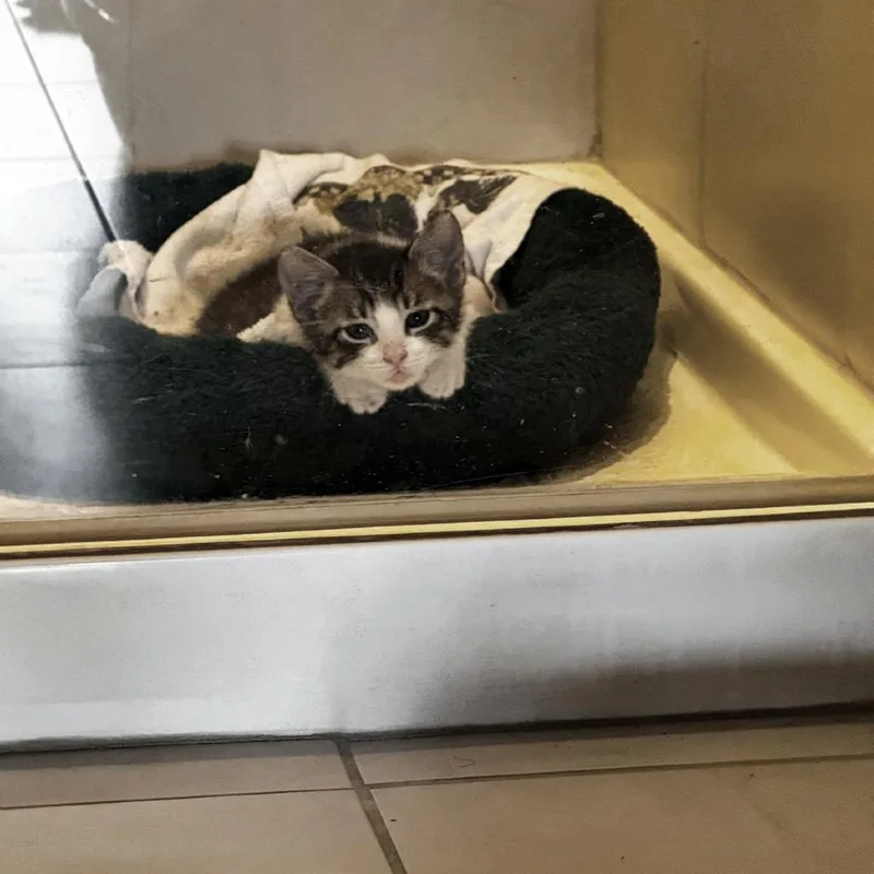 A baby small-sized female Domestic Short Hair cat named Olipop for adoption in Austin, TX