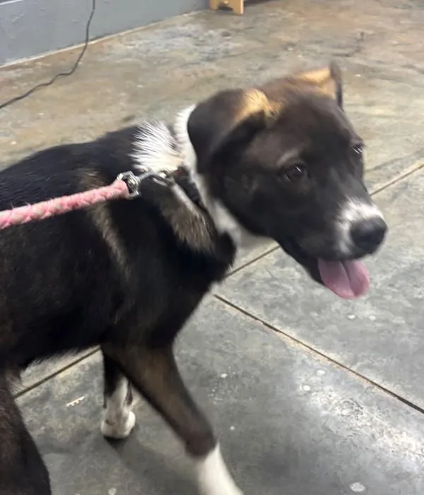 A baby medium-sized female Labrador Retriever dog named Bella for adoption in Campbellsville, KY