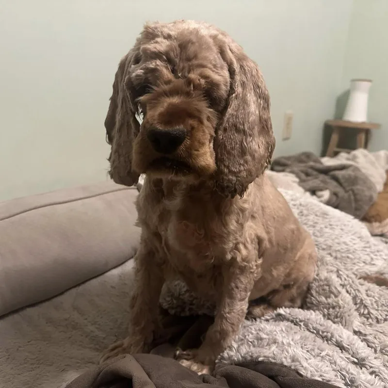 An adult medium-sized female Yellow / Tan / Blond / Fawn Cocker Spaniel dog named Betty Cocker for adoption in Wichita, KS