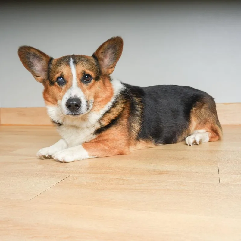 An adult medium-sized male Yellow / Tan / Blond / Fawn Corgi dog named Dutton D for adoption in Minnetonka, MN
