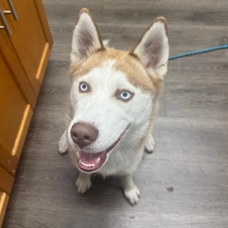 A baby medium-sized female Husky dog named Autumn for adoption in Lauderhill, FL