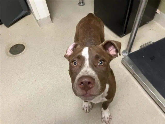 A baby small-sized male Pit Bull Terrier dog named Clover for adoption in Chapel Hill, NC