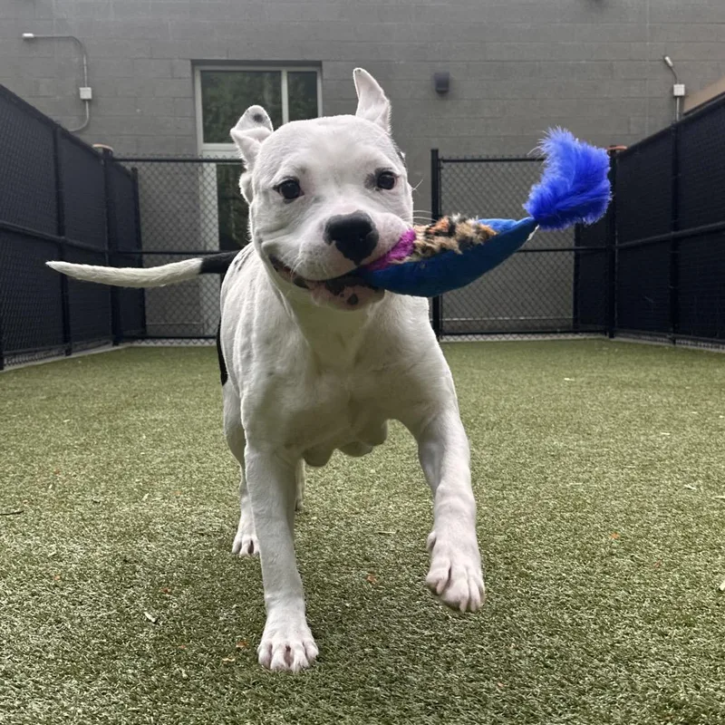 An adult medium-sized female White / Cream Boxer dog named Kiora for adoption in Greensboro, NC