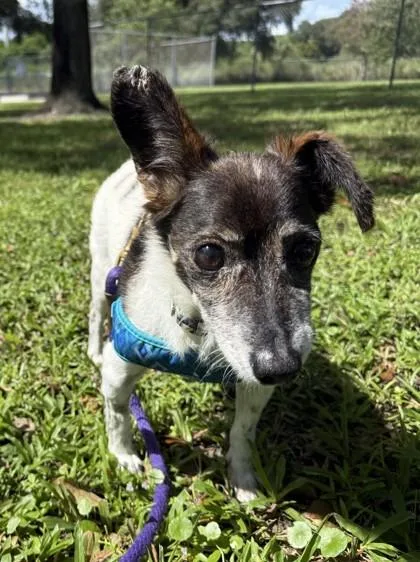 A senior small-sized male Mixed Breed dog named Boomer for adoption in Vero Beach, FL