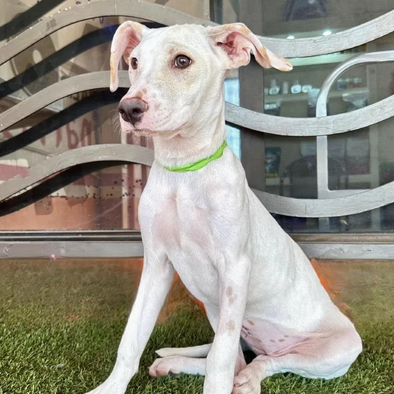 A baby medium-sized female White / Cream Mixed Breed dog named Snow for adoption in Portland, OR