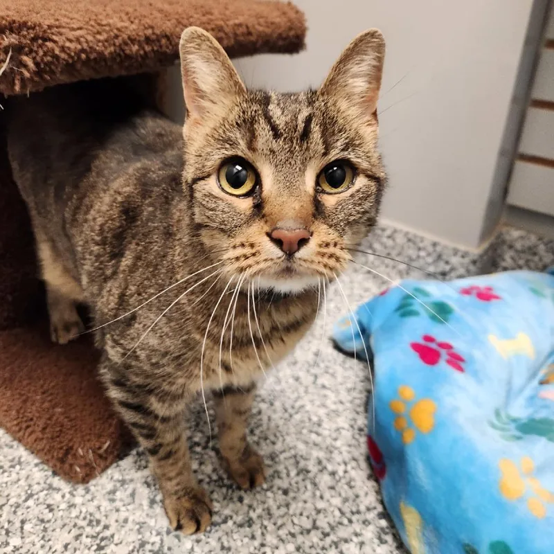 A senior large-sized male Brown / Chocolate Domestic Short Hair cat named Cocoa for adoption in Brookfield, WI