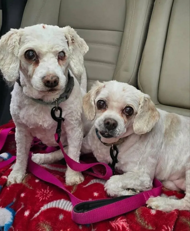 D Litter Teddy  thumbnail 2