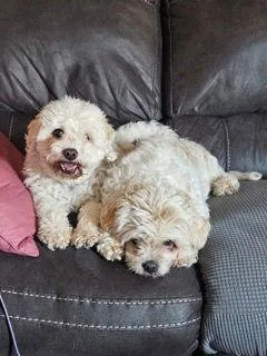 D Litter Teddy  thumbnail 3