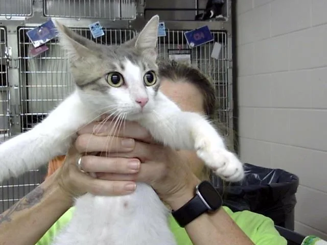 An adult medium-sized female Domestic Short Hair cat named Bonita for adoption in Pasadena, TX