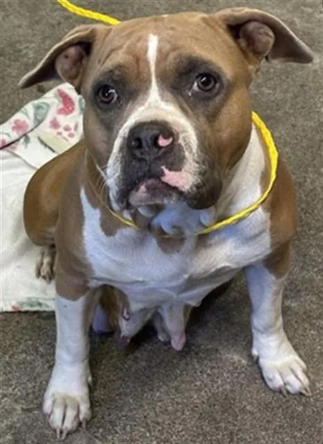 An adult medium-sized female Terrier dog named Denali for adoption in Sacramento, CA