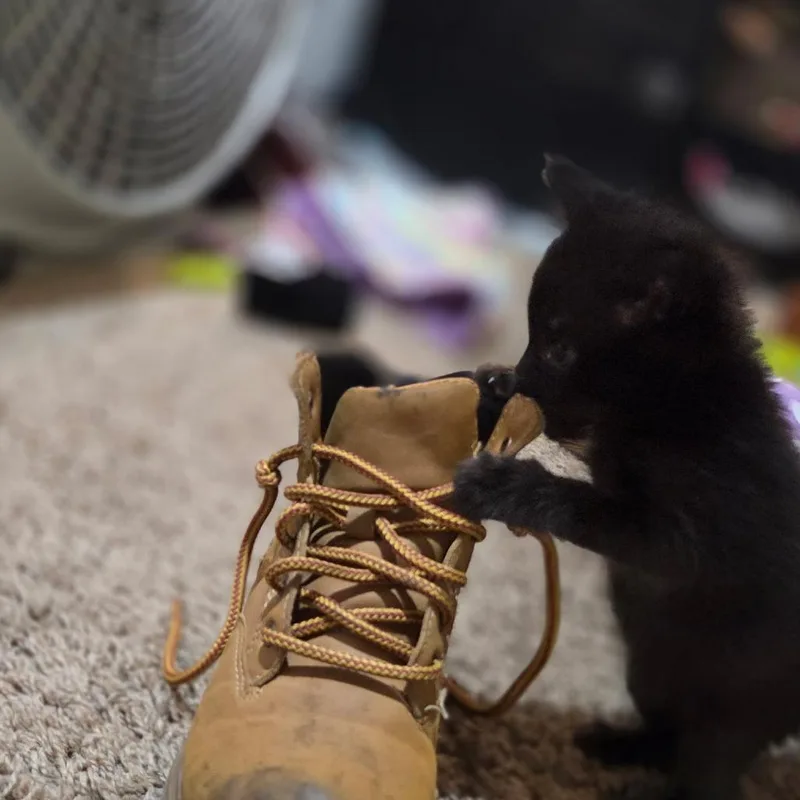 Bear thumbnail 2