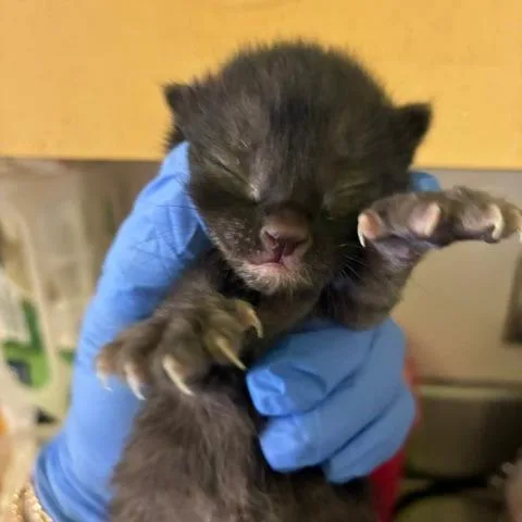 Bear thumbnail 4