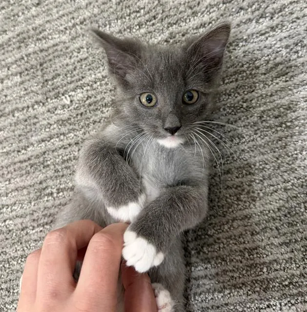 A baby small-sized male Domestic Short Hair cat named Suriel for adoption in Sacramento, CA