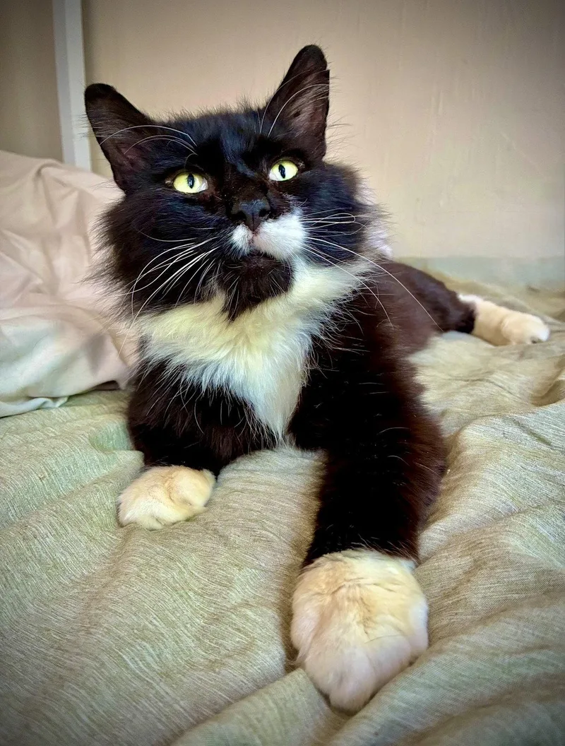 An adult medium-sized male Domestic Medium Hair cat named Moby for adoption in Brooklyn, NY