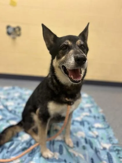 A senior large-sized female German Shepherd Dog dog named Anna Banana for adoption in Westland, MI