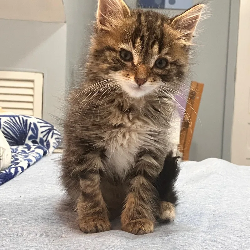 A baby medium-sized male Tabby (Brown / Chocolate) Domestic Long Hair cat named Pecan for adoption in Moriches, NY